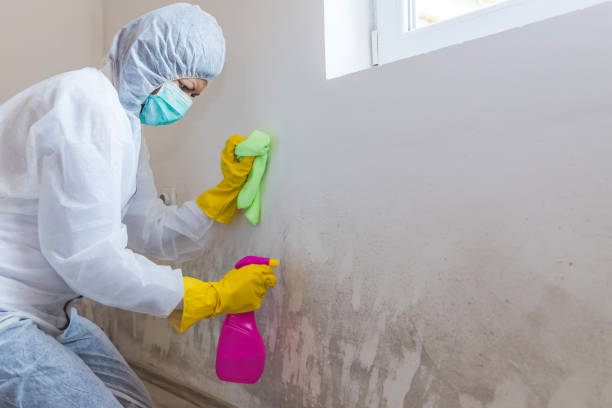 Mold Documentation for Insurance Claims in Concord, NH