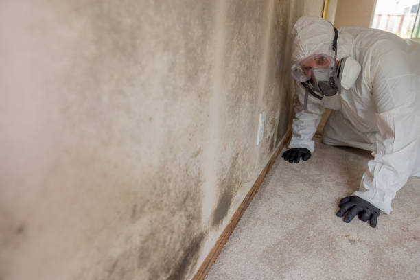 Trusted Concord, NH Mold Removal & Remediation Experts